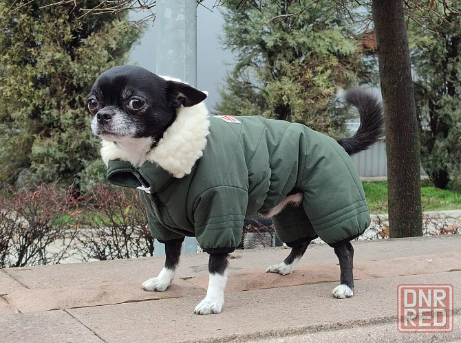 Комбинезон зимний для собак Донецк - изображение 1