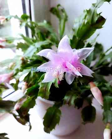 Шлюмбергера Schlumbergera hybr. Gina Макеевка