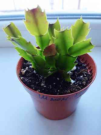 Шлюмбергера Schlumbergera hybr. Gina Макеевка