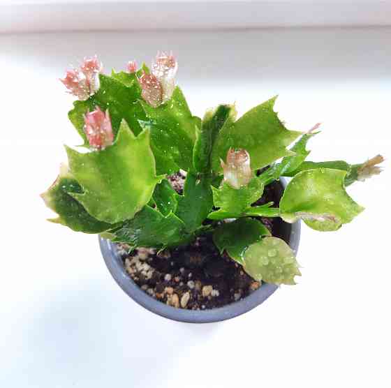 Шлюмбергера Schlumbergera hybr. Gina Макеевка