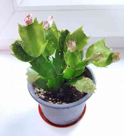 Шлюмбергера Schlumbergera hybr. Gina Макеевка