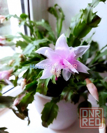 Шлюмбергера Schlumbergera hybr. Gina Макеевка - изображение 1