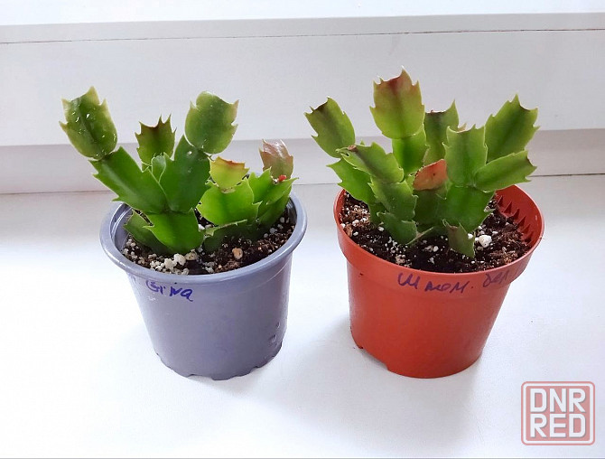 Шлюмбергера Schlumbergera hybr. Gina Макеевка - изображение 2