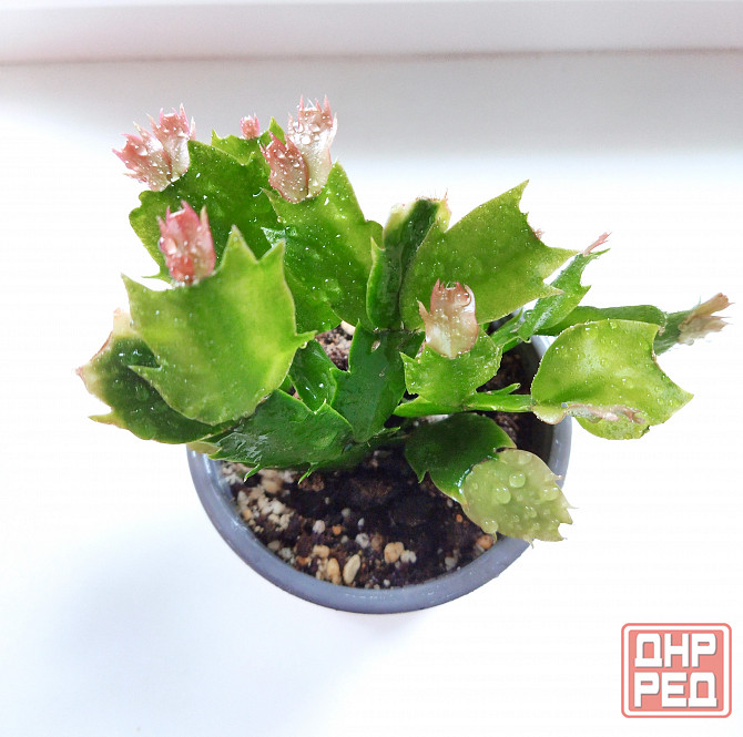 Шлюмбергера Schlumbergera hybr. Gina Макеевка - изображение 3