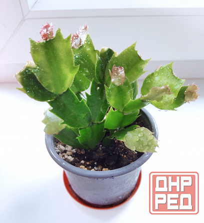 Шлюмбергера Schlumbergera hybr. Gina Макеевка - изображение 2