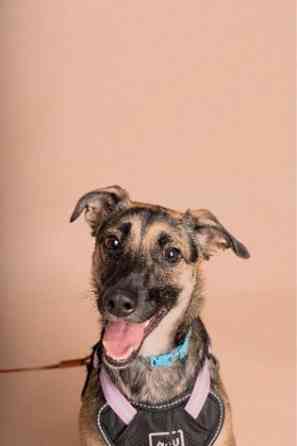 Лилу срочно ищет своего человека! Донецк