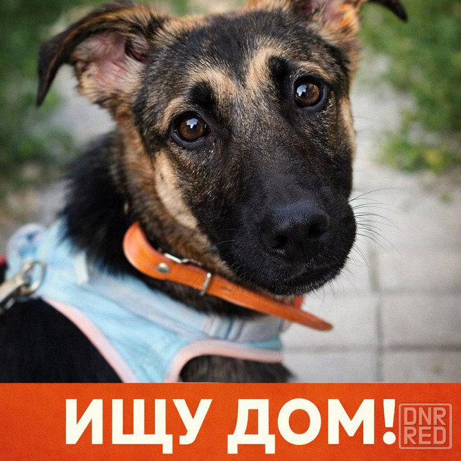 Лилу срочно ищет своего человека! Донецк - изображение 1