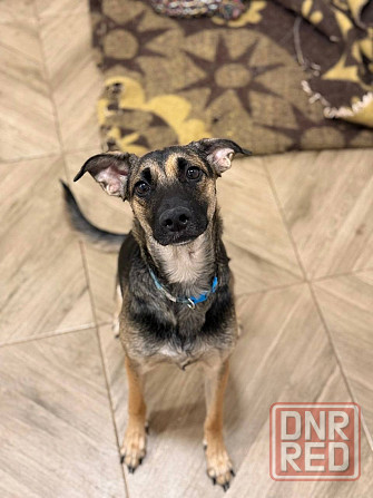 Лилу срочно ищет своего человека! Донецк - изображение 1