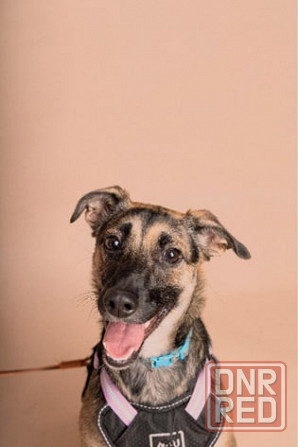 Лилу срочно ищет своего человека! Донецк - изображение 3