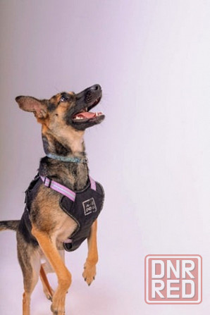 Лилу срочно ищет своего человека! Донецк - изображение 5