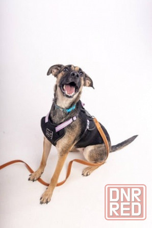 Лилу срочно ищет своего человека! Донецк - изображение 4