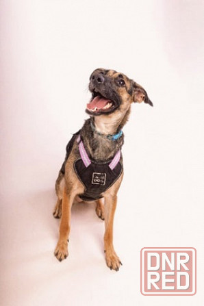 Лилу срочно ищет своего человека! Донецк - изображение 6