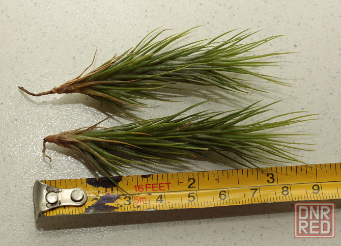 Продам атмосферную тилландсию Tillandsia funckiana Донецк - изображение 2