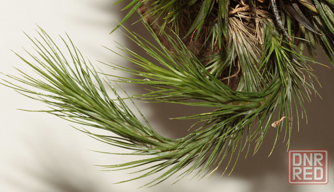 Продам атмосферную тилландсию Tillandsia funckiana Донецк - изображение 1