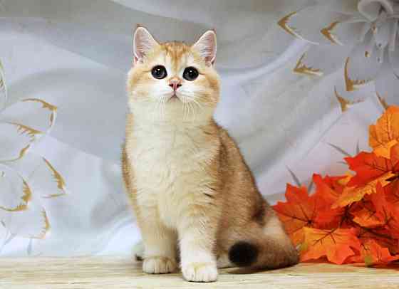 Золота британская шиншилла Bri ny12 - мальчик Макеевка