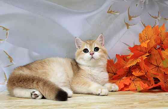 Золота британская шиншилла Bri ny12 - мальчик Макеевка