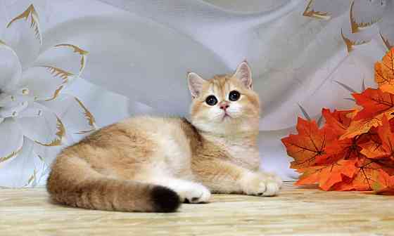 Золота британская шиншилла Bri ny12 - мальчик Макеевка