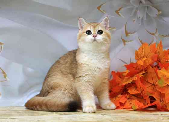 Золота британская шиншилла Bri ny12 - мальчик Макеевка