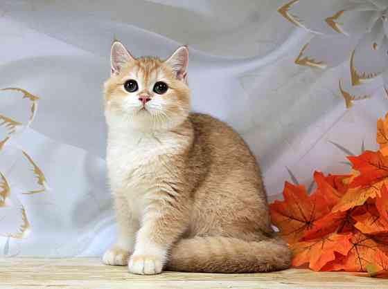 Золота британская шиншилла Bri ny12 - мальчик Макеевка