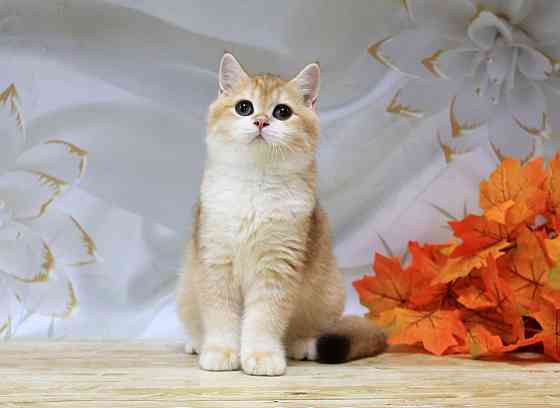 Золота британская шиншилла Bri ny12 - мальчик Макеевка