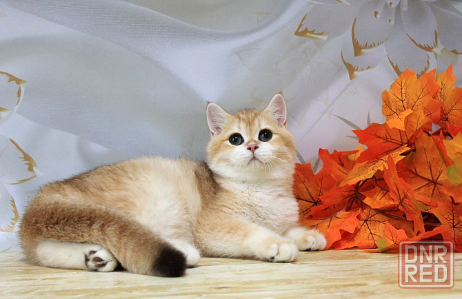 Золота британская шиншилла Bri ny12 - мальчик Макеевка - изображение 1