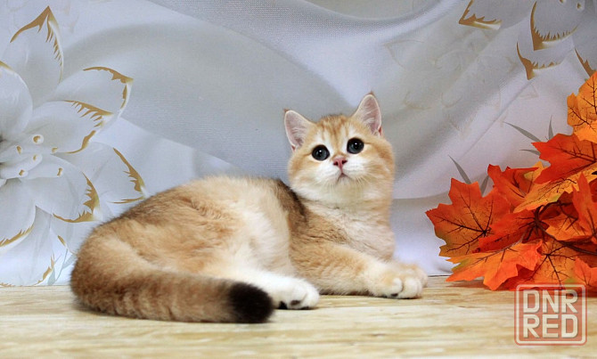 Золота британская шиншилла Bri ny12 - мальчик Макеевка - изображение 3