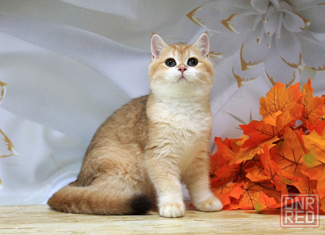 Золота британская шиншилла Bri ny12 - мальчик Макеевка - изображение 2