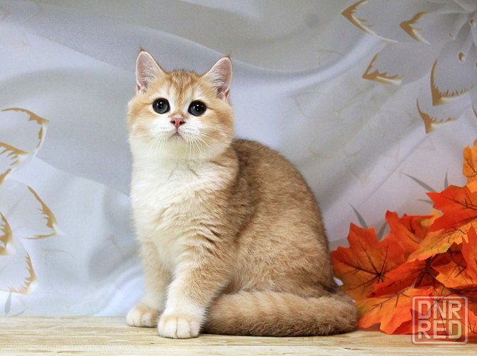 Золота британская шиншилла Bri ny12 - мальчик Макеевка - изображение 6