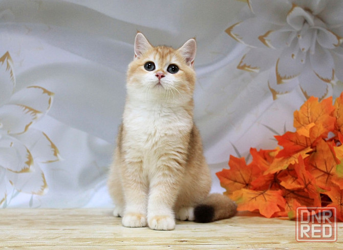 Золота британская шиншилла Bri ny12 - мальчик Макеевка - изображение 4