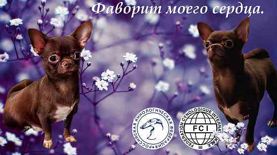 Вязка шоколадного кобеля. Донецк