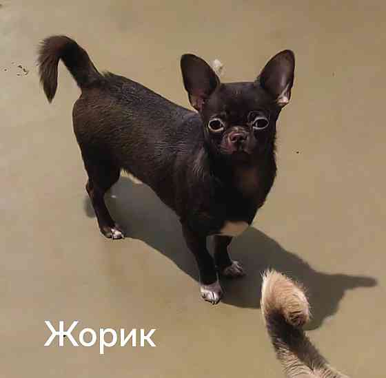 Вязка шоколадного кобеля. Донецк