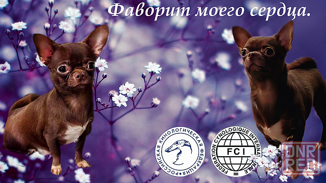 Вязка шоколадного кобеля. Донецк - изображение 1