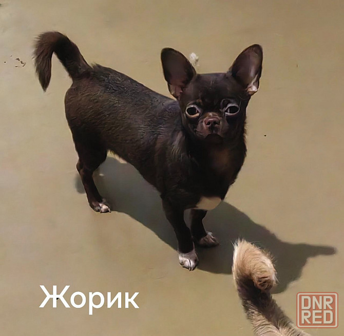 Вязка шоколадного кобеля. Донецк - изображение 3