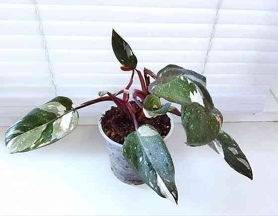 Филодендрон Phil. Red Anderson Макеевка