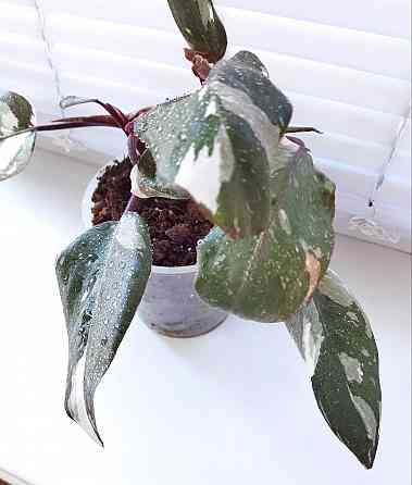 Филодендрон Phil. Red Anderson Макеевка