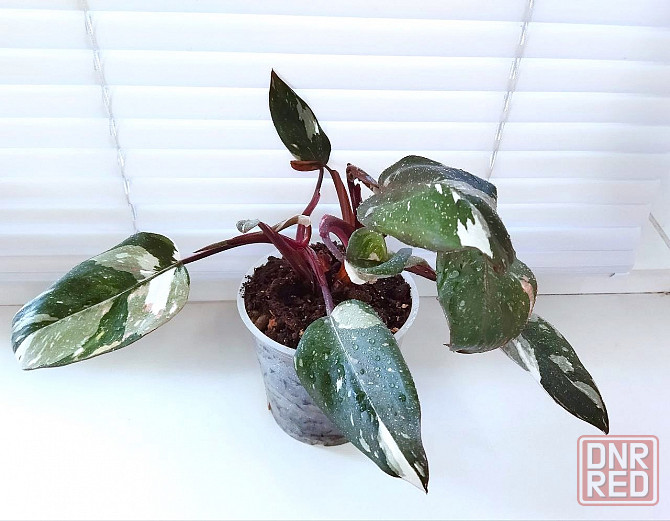 Филодендрон Phil. Red Anderson Макеевка - изображение 1