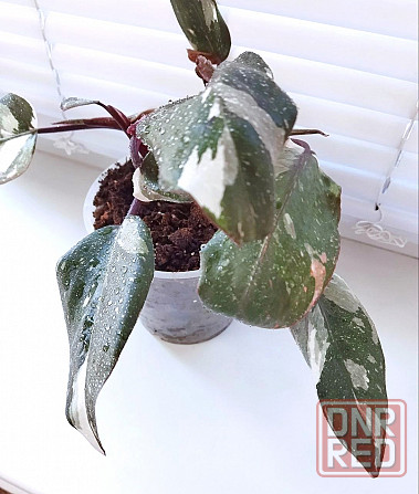 Филодендрон Phil. Red Anderson Макеевка - изображение 2