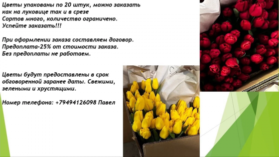 Тюльпаны оптом. Предзаказ на 8 марта. Цветы на 8 марта. Макеевка