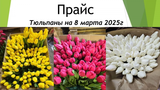 Тюльпаны оптом. Предзаказ на 8 марта. Цветы на 8 марта. Макеевка