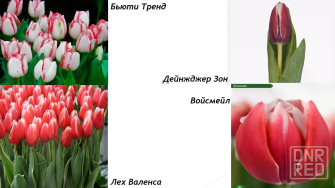 Тюльпаны оптом. Предзаказ на 8 марта. Цветы на 8 марта. Макеевка - изображение 7