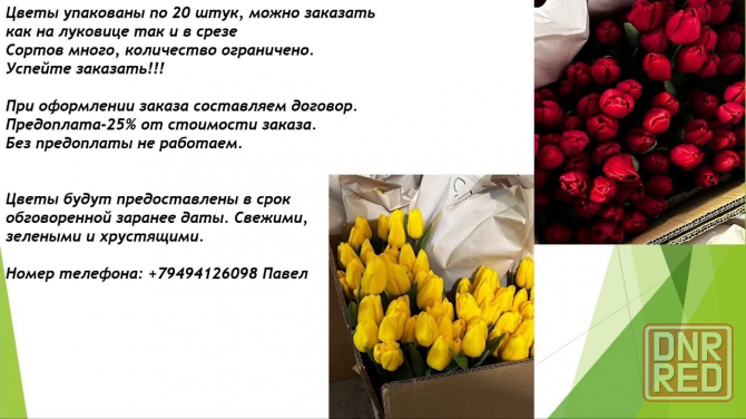 Тюльпаны оптом. Предзаказ на 8 марта. Цветы на 8 марта. Макеевка - изображение 2