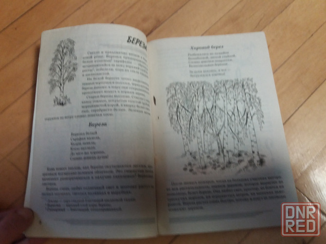 книга т. шорыгина "деревья. какие они?" Донецк - изображение 5