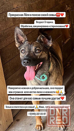 Лёля ищет дом! Донецк - изображение 1
