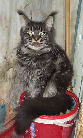 Взрослая девочка, мейн-кун Донецк