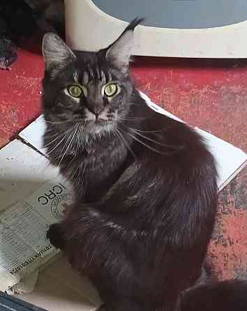 Взрослая девочка, мейн-кун Донецк