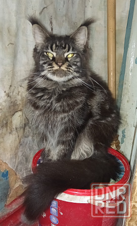 Взрослая девочка, мейн-кун Донецк - изображение 1