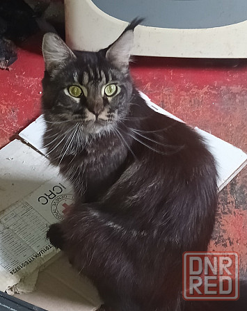 Взрослая девочка, мейн-кун Донецк - изображение 2