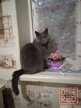 Кошечке нужен жених Донецк - изображение 1