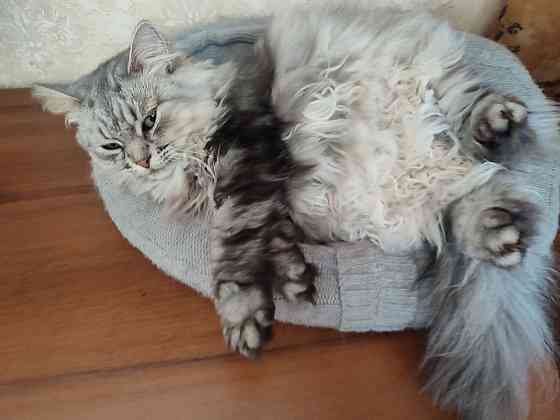 Отдам кошечку Донецк