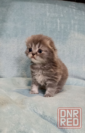 Шотландский вислоухий котёнок хайленд фолд Донецк - изображение 4